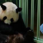 Francia, un panda gigante dà alla luce due cuccioli