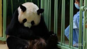 Francia, un panda gigante dà alla luce due cuccioli
