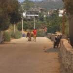 Turchia, a Bodrum i residenti scappano dagli incendi