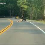 Pennsylvania, l’orso trascina un cervo fuori strada e poi scappa nel bosco con la preda