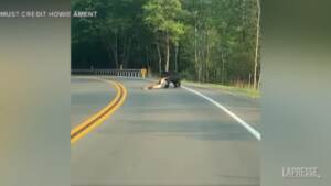 Pennsylvania, l’orso trascina un cervo fuori strada e poi scappa nel bosco con la preda