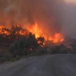 Turchia, non si placano gli incendi: gli abitanti mettono in salvo il bestiame
