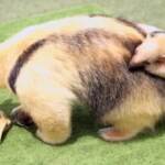 San Diego, cucciolo di formichiere nasce allo zoo