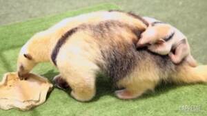 San Diego, cucciolo di formichiere nasce allo zoo