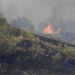 Incendi, la strage degli animali: oltre 20 milioni arsi vivi in 2 mesi