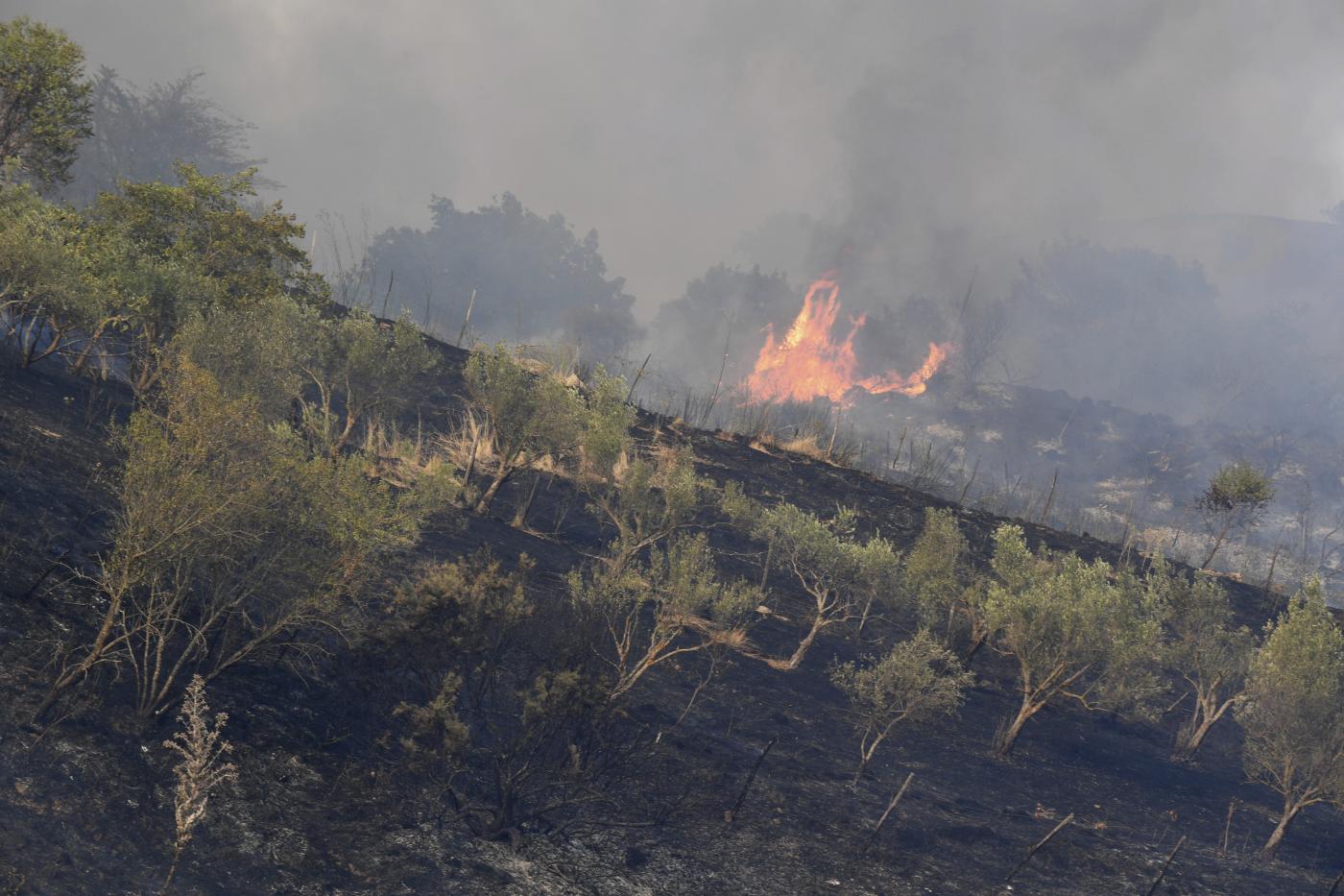 Incendi, la strage degli animali: oltre 20 milioni arsi vivi in 2 mesi