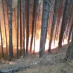 Incendi in Calabria: le fiamme divorano la foresta, l’albero inghiottito dal fuoco in un attimo