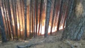 Incendi in Calabria: le fiamme divorano la foresta, l’albero inghiottito dal fuoco in un attimo