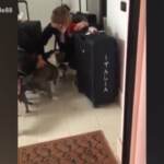 Federica Pellegrini torna a casa, i suoi cani impazziscono di gioia