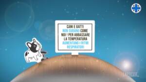 Allarme caldo, i consigli di Enpa per proteggere gli animali