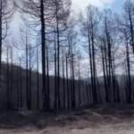 Incendi in Grecia, a Evia si cerca il ritorno alla normalità: bruciati quasi 60 mila ettari