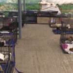 Incendi in Grecia: soccorsi centinaia di cani vittime dei roghi