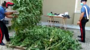Torino, coltivano piante di cannabis: arrestati un 39enne e un 61enne