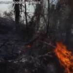 Amazzonia: in un anno oltre 10mila kmq di foresta scomparsi in Brasile