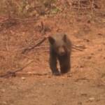 California, il cucciolo di orso orfano per colpa del Dixie Fire