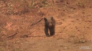 California, il cucciolo di orso orfano per colpa del Dixie Fire