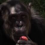 Caldo, al Bioparco di Roma ghiaccioli per rinfrescare gli animali