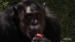 Caldo, al Bioparco di Roma ghiaccioli per rinfrescare gli animali