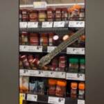 Australia, pitone di 3 metri sugli scaffali di un supermercato di Sydney