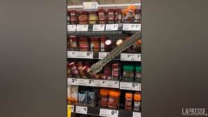 Australia, pitone di 3 metri sugli scaffali di un supermercato di Sydney