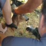 Firenze, il salvataggio del capriolo impigliato in una rete