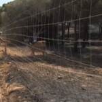 Incendi: il Sud del Portogallo devastato dalle fiamme, gruppo di cervi si salva