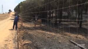 Incendi: il Sud del Portogallo devastato dalle fiamme, gruppo di cervi si salva