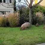 Argentina: roditori giganti invadono i dintorni ricchi di Buenos Aires, la paura dei residenti