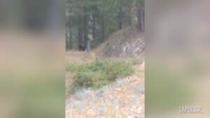L’Aquila: anche quest’anno l’orso torna a Villalago, il video di due escursionisti