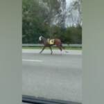 Usa: scappa dalla gara e prende l’autostrada, la lunga fuga per la libertà di un cavallo da corsa
