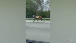 Usa: scappa dalla gara e prende l’autostrada, la lunga fuga per la libertà di un cavallo da corsa