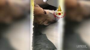 Torino: salvato Ettore, il cane rimasto 30 ore sotto le macerie della palazzina crollata