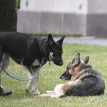 Animali: allarme veterinari, per ‘colpa’ del Covid cuccioli senza vaccino