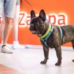 Giornata Mondiale del cane, 1 italiano su 3 festeggia il compleanno del proprio animale domestico