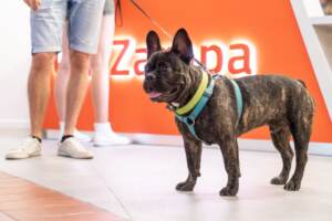 Ca Zampa cane