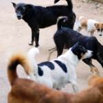 Enpa: Spirlì non ha diritto parola su tragedia ragazza sbranata dai cani