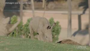 Allo zoo di San Diego i primi passi di un neonato rinoceronte bianco