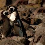 Oroscopo del giorno del 29 agosto, Gemelli: In amore più battaglieri