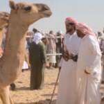 In Yemen il concorso di bellezza per dromedari