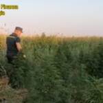 Foggia, scoperta piantagione di cannabis: arrestato un 24enne