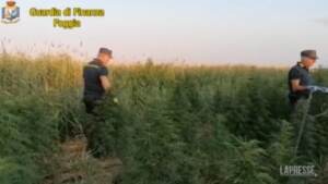 Foggia, scoperta piantagione di cannabis: arrestato un 24enne