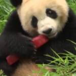 Germania: allo zoo di Berlino festeggiato il compleanno di una coppia di panda gemelli