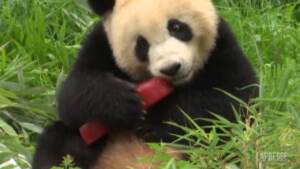 Germania: allo zoo di Berlino festeggiato il compleanno di una coppia di panda gemelli