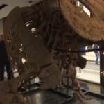Parigi, all’asta triceratopo di 66 milioni di anni