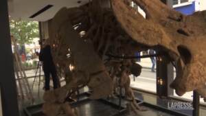 Parigi, all’asta triceratopo di 66 milioni di anni
