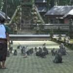 Bali, mancano turisti al santuario ‘Monkey forest’: le scimmie rubano cibo nei villaggi