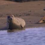 Gb, le foche prosperano sull’estuario del Tamigi