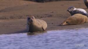 Gb, le foche prosperano sull’estuario del Tamigi