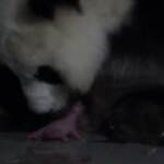 Madrid, allo zoo nascono due cuccioli di panda: festa nel mondo per la specie a rischio