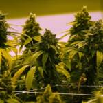 Cannabis, via libera della Commissione Giustizia alla mini-coltivazione in casa